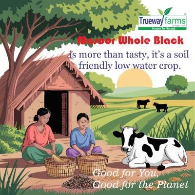 Trueway Farms Organic Chana Dal 1.85 Kg & Trueway Farms Organic Kali Masoor Sabut (black Masoor Whole) 1.85 Kg (combo Of 2)